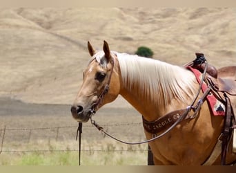 American Quarter Horse, Klacz, 12 lat, 152 cm, Izabelowata