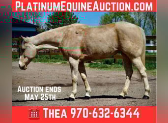 American Quarter Horse, Klacz, 12 lat, 152 cm, Izabelowata