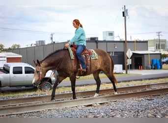 American Quarter Horse, Klacz, 12 lat, 152 cm, Jelenia