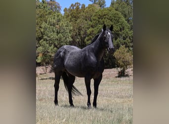 American Quarter Horse, Klacz, 12 lat, 152 cm, Karodereszowata