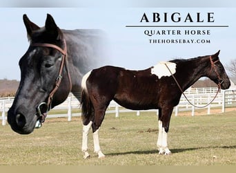 American Quarter Horse, Klacz, 12 lat, 152 cm, Tobiano wszelkich maści
