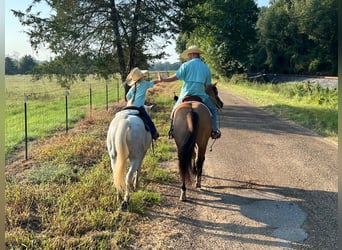 American Quarter Horse, Klacz, 12 lat, 155 cm, Bułana