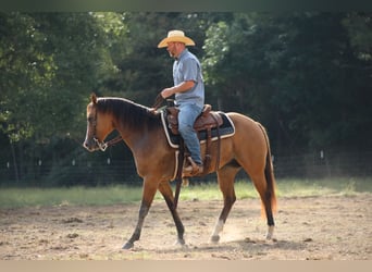 American Quarter Horse, Klacz, 12 lat, 155 cm, Bułana