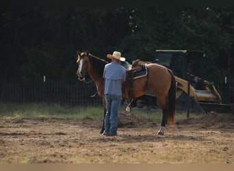 American Quarter Horse, Klacz, 12 lat, 155 cm, Bułana