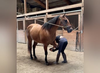 American Quarter Horse, Klacz, 12 lat, 155 cm, Bułana