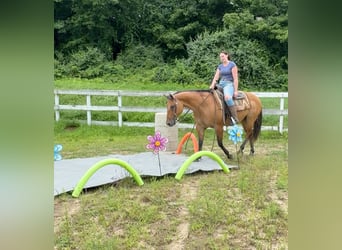 American Quarter Horse, Klacz, 12 lat, 155 cm, Bułana