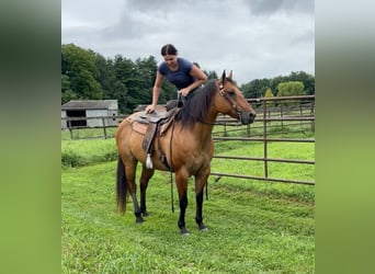 American Quarter Horse, Klacz, 12 lat, 155 cm, Bułana