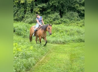 American Quarter Horse, Klacz, 12 lat, 155 cm, Bułana