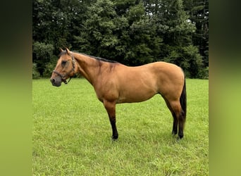 American Quarter Horse, Klacz, 12 lat, 155 cm, Bułana