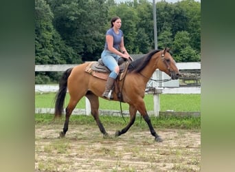 American Quarter Horse, Klacz, 12 lat, 155 cm, Bułana