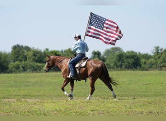 American Quarter Horse, Klacz, 12 lat, 155 cm, Cisawa