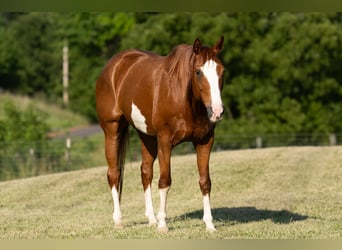 American Quarter Horse, Klacz, 12 lat, 155 cm, Cisawa