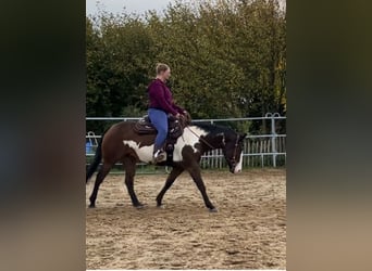 American Quarter Horse, Klacz, 12 lat, 155 cm, Overo wszelkich maści