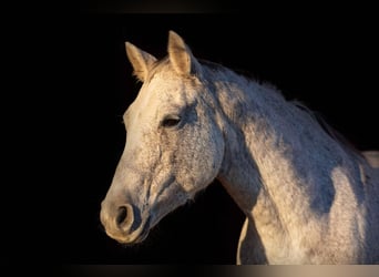 American Quarter Horse, Klacz, 12 lat, 155 cm, Siwa