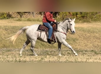 American Quarter Horse, Klacz, 12 lat, 155 cm, Siwa