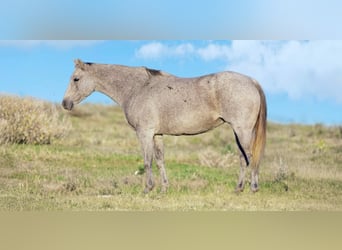 American Quarter Horse, Klacz, 12 lat, 155 cm, Siwa