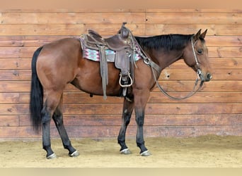 American Quarter Horse, Klacz, 12 lat, 157 cm, Gniada