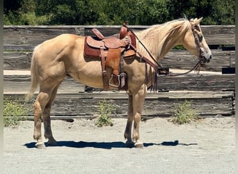American Quarter Horse, Klacz, 12 lat, 157 cm, Izabelowata