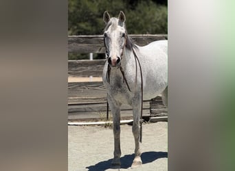American Quarter Horse, Klacz, 12 lat, 157 cm, Siwa