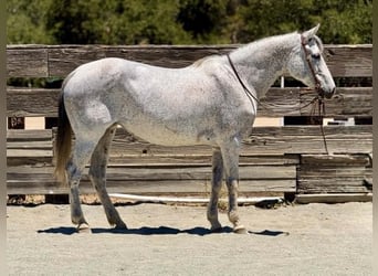 American Quarter Horse, Klacz, 12 lat, 157 cm, Siwa
