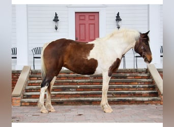 American Quarter Horse, Klacz, 12 lat, 157 cm, Tobiano wszelkich maści