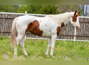 American Quarter Horse, Klacz, 12 lat, 157 cm, Tobiano wszelkich maści