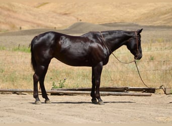 American Quarter Horse, Klacz, 12 lat, 160 cm, Kara