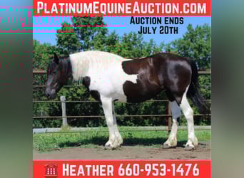 American Quarter Horse, Klacz, 12 lat, 170 cm, Tobiano wszelkich maści