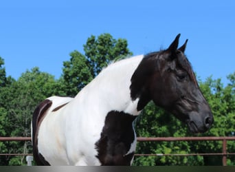 American Quarter Horse, Klacz, 12 lat, 170 cm, Tobiano wszelkich maści