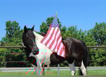 American Quarter Horse, Klacz, 12 lat, 170 cm, Tobiano wszelkich maści