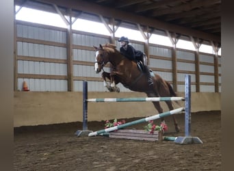 American Quarter Horse Mix, Klacz, 12 lat, 175 cm, Ciemnokasztanowata