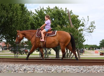 American Quarter Horse, Klacz, 12 lat, Bułana