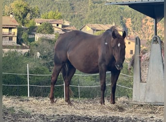 American Quarter Horse, Klacz, 12 lat, Ciemnokasztanowata