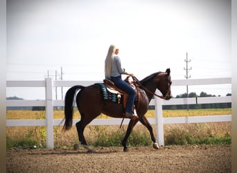 American Quarter Horse, Klacz, 12 lat, Gniada