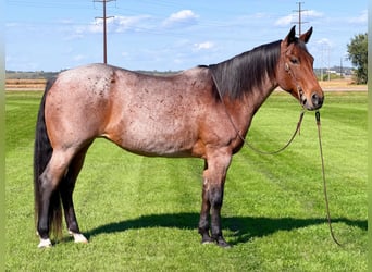 American Quarter Horse, Klacz, 12 lat, Gniadodereszowata