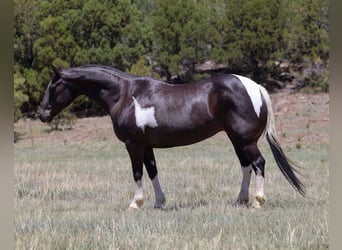American Quarter Horse, Klacz, 12 lat, Tobiano wszelkich maści