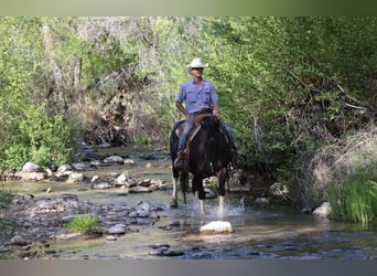 American Quarter Horse, Klacz, 12 lat, Tobiano wszelkich maści