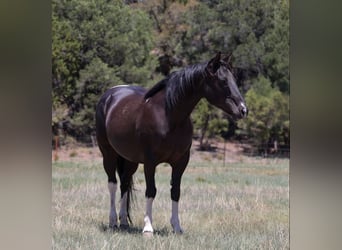 American Quarter Horse, Klacz, 12 lat, Tobiano wszelkich maści