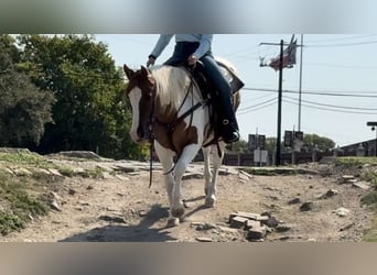 American Quarter Horse, Klacz, 12 lat, Tobiano wszelkich maści