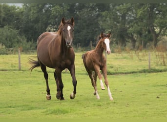 American Quarter Horse, Klacz, 13 lat, 145 cm, Ciemnokasztanowata