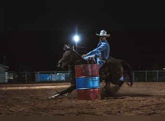 American Quarter Horse, Klacz, 13 lat, 145 cm, Gniada