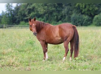 American Quarter Horse, Klacz, 13 lat, 145 cm, Kasztanowata