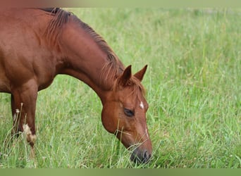 American Quarter Horse, Klacz, 13 lat, 145 cm, Kasztanowata