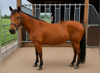American Quarter Horse, Klacz, 13 lat, 148 cm, Gniada
