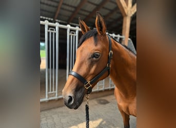 American Quarter Horse, Klacz, 13 lat, 148 cm, Gniada