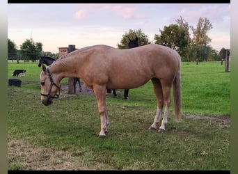 American Quarter Horse, Klacz, 13 lat, 148 cm, Izabelowata