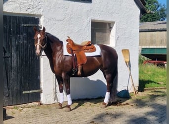 American Quarter Horse, Klacz, 13 lat, 150 cm, Ciemnokasztanowata