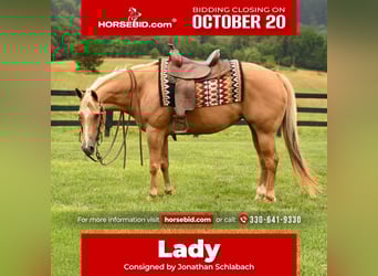 American Quarter Horse, Klacz, 13 lat, 150 cm, Izabelowata