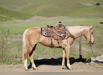 American Quarter Horse, Klacz, 13 lat, 150 cm, Izabelowata