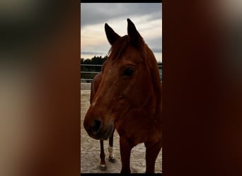 American Quarter Horse, Klacz, 13 lat, 150 cm, Kasztanowata